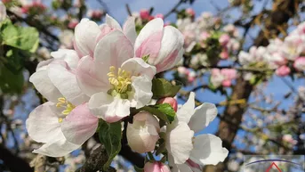Expose TOP-Gärtnerei / Gartenbau zu verkaufen! 