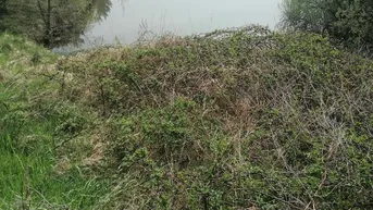 Expose Sehr gepflegter Fischteich in Gföhl!