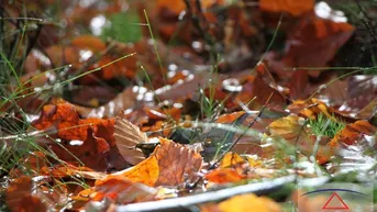 Expose Naturwald für Naturliebhaber!