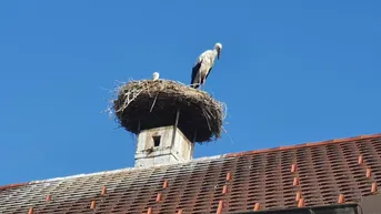 Expose Größerer Baugrund mit Altbestand!