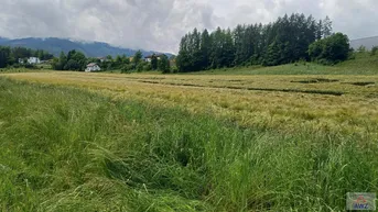 Expose Ackerland und Aufforstungsfläche
