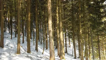 Expose Reserviert! Wald in Birkfeld zu verkaufen!