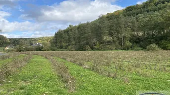 Expose Johannisbeerplantagen in sonniger Traumlage Nähe der Riegersburg zu verkaufen!