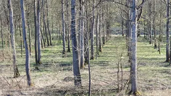 Expose Schöner Wald, Weide