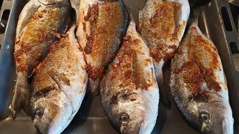 Expose Fischzuchtanlage zu verkaufen!