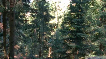 Expose Verkaufe schönen Wald mit ca. 2,23 Hektar Größe! 