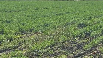 Expose Bio-Ackerfläche in Raasdorf zu verkaufen!