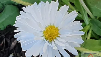Expose Werden Sie Teil einer grünen Erfolgsgeschichte - Gärtnerei und Floristikbetrieb in OÖ zu verkaufen!