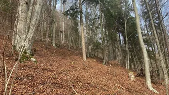 Expose GEPFLEGTER BUCHEN- MISCHWALD IM GÖRTSCHITZTAL - 2,6 HA - HANGLAGE - FAIRER PREIS
