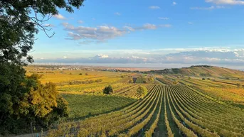 Expose Weingärten in der Weinbauregion Neusiedler See / Gols - Weiden