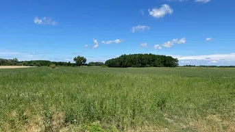Expose Für PV-Zwecke geeignete Grundstücke stehen im Raum Győr zum Verkauf