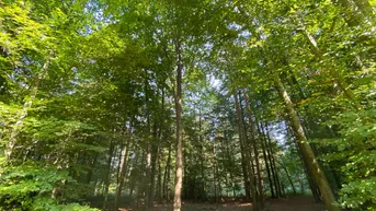 Expose Waldgrundstück im Bezirk Südoststeiermark - GOSSENDORF