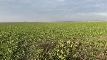 Expose Nutzbares Land in Absdorf - 9183m² für Land- und Forstwirtschaft