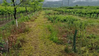 Expose Langfristiger Hobbygarten in Pfaffstätten (Bezirk Baden) zu verpachten – 10 Jahre Laufzeit