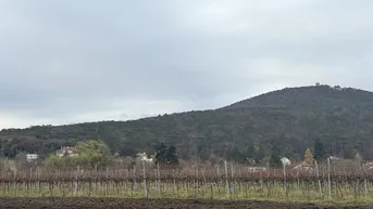 Weitläufiger Blick auf Weinberge und eine bewaldete Berglandschaft unter bewölktem Himmel.