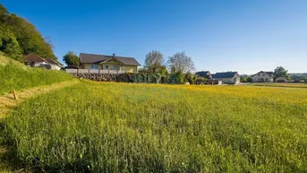 Weitläufiges Feld mit gelben Blumen und Häusern im Hintergrund unter blauem Himmel.