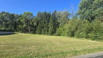 Weitläufige Grünfläche mit angrenzendem Wald und klarem blauen Himmel an einem sonnigen Tag.
