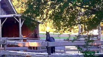 Expose Oberösterreich nahe Passau! Sie suchen Ruhe und Entspannung für Tierliebhaber oder Selbstversorger