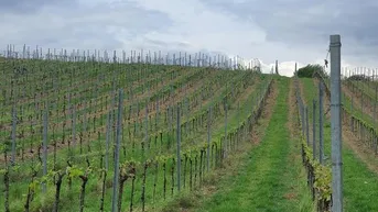 Expose Weingarten zu Verkaufen nahe Kellergassen