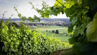 Expose Familiengeführter Weinbaubetrieb mit Buschenschank an der Oststeirischen Römerweinstraße