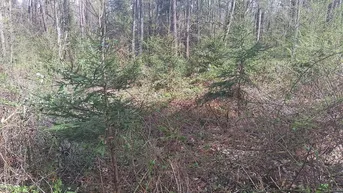 Expose Wald Parzellen Südburgenland 