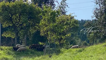 Expose Ihr Ausblick: Schafe und Natur - und dennoch Stadtnähe