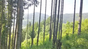 Expose Wald in Steinhaus