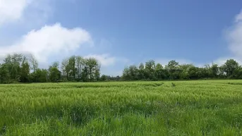 Weites grünes Feld unter blauem Himmel mit Bäumen im Hintergrund, vermittelt ländliche Ruhe.