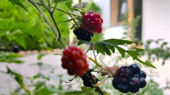 Expose Hoher Wohngenuss in Innsbruck-Arzl, 3 Zimmer-Gartenwohnung