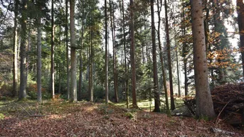 Expose ca. 10 ha gut erschlossene Waldfläche