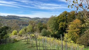 Expose Weingarten 0,36 ha zu verpachten, Bio Sorte Bianca