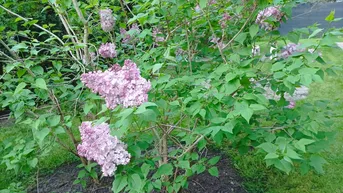 Expose Gartenwohnung in Dornbirn - Hundebesitzer aufgepasst!