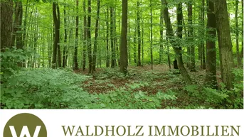 Expose 44 Hektar Mischwald bei Wien, Österreich, Buchenwald, Forst