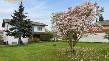 Großer Garten mit blühendem Magnolienbaum und Blick auf das Einfamilienhaus.