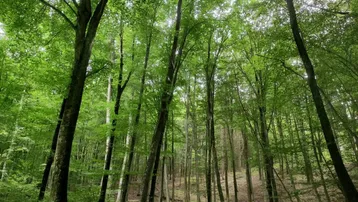 Dichter Wald mit hohen Bäumen und üppigem grünen Blätterdach, das Sonnenlicht durchlässt.