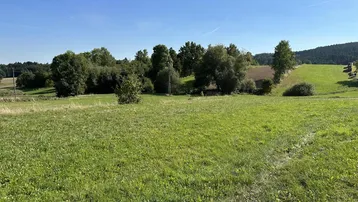 Weitläufige grüne Wiesen und Felder unter blauem Himmel mit vereinzelten Bäumen und Hügeln.