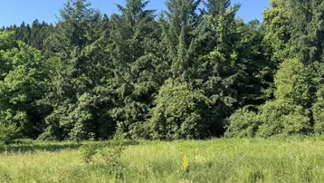 Grüne Wiese mit dichtem Wald im Hintergrund unter strahlend blauem Himmel.