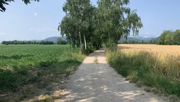 Ein Feldweg führt zwischen grünen und goldenen Feldern hindurch, mit Bäumen und Bergen im Hintergrund.