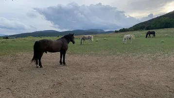Mehrere Pferde grasen auf einer weiten Wiese mit Bergen im Hintergrund unter einem bewölkten Himmel.