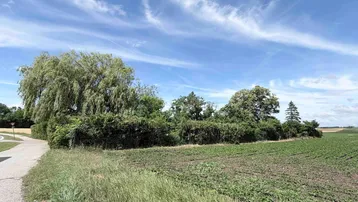 Ländliche Umgebung mit Feld, Bäumen und einem Weg unter blauem Himmel.