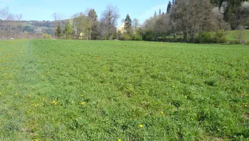 Weite grüne Wiese mit vereinzelten Bäumen und sanften Hügeln im Hintergrund unter blauem Himmel.