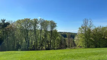 Weitläufige grüne Wiese mit Baumbestand im Hintergrund unter strahlend blauem Himmel.