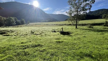 Sonnige Wiesenlandschaft mit einem einzelnen Baum und Bergen im Hintergrund unter blauem Himmel.