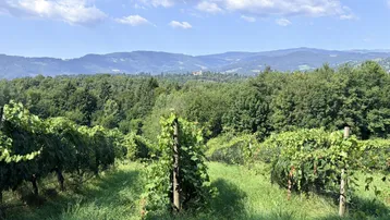 Wunderschöner Blick über einen Weinberg mit grünen Reben und einer weiten Landschaft im Hintergrund unter blauem Himmel.