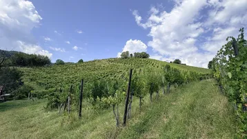 Sonniger Weinberg mit grünen Reben und weitem Blick unter blauem Himmel.