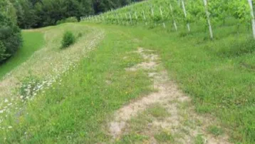 Grüne Hügellandschaft mit einem Weinberg auf der rechten Seite und einem Feldweg im Vordergrund.