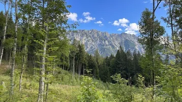 Panoramablick auf majestätische Berge und dichte Wälder unter einem strahlend blauen Himmel.