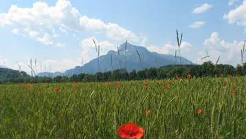 Weites Feld mit roten Mohnblumen und majestätischen Bergen im Hintergrund unter blauem Himmel.