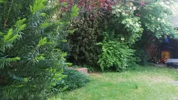 Üppiger grüner Garten mit verschiedenen Bäumen und Sträuchern, ideal zum Entspannen.