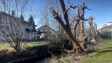 Kleiner Bachlauf mit frisch beschnittenen Bäumen und Wohnhäusern im Hintergrund an einem sonnigen Tag.